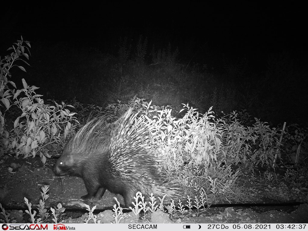 Stachelschwein im Gemüsebeet