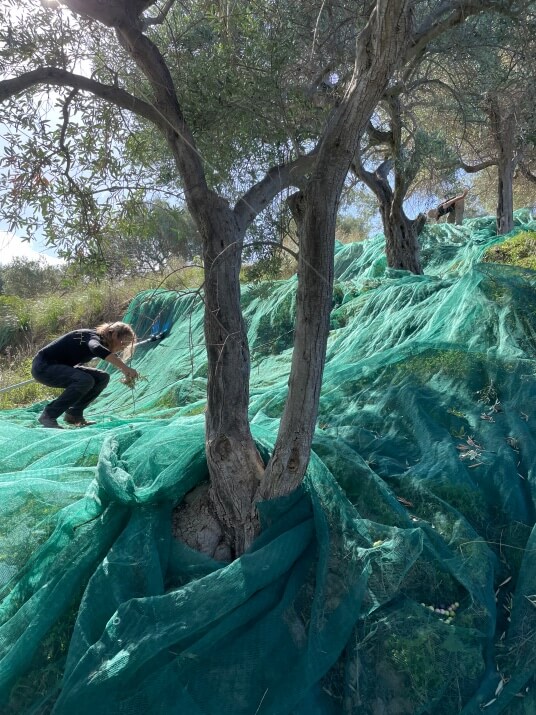 Olivenernte mit Netz